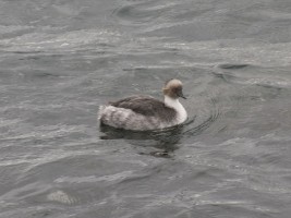 d30_0279