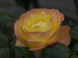 d30_0285