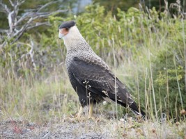 southern_caracara